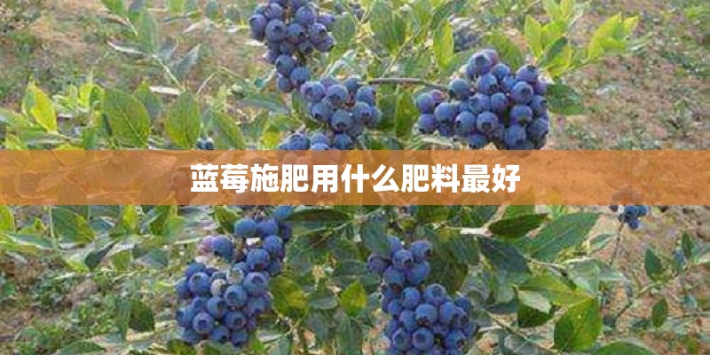 对比迈腾的国产车