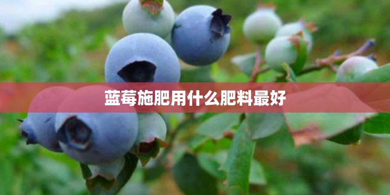 蓝莓施肥用什么肥料最好